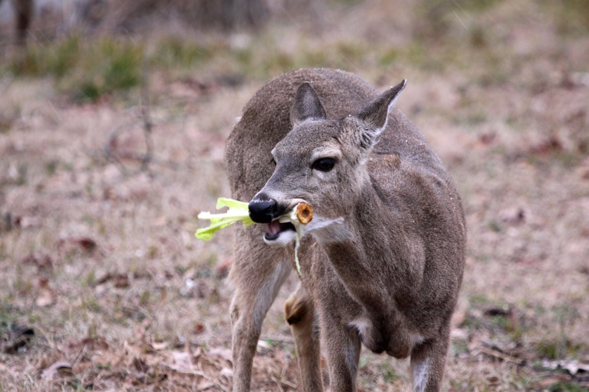 Deer