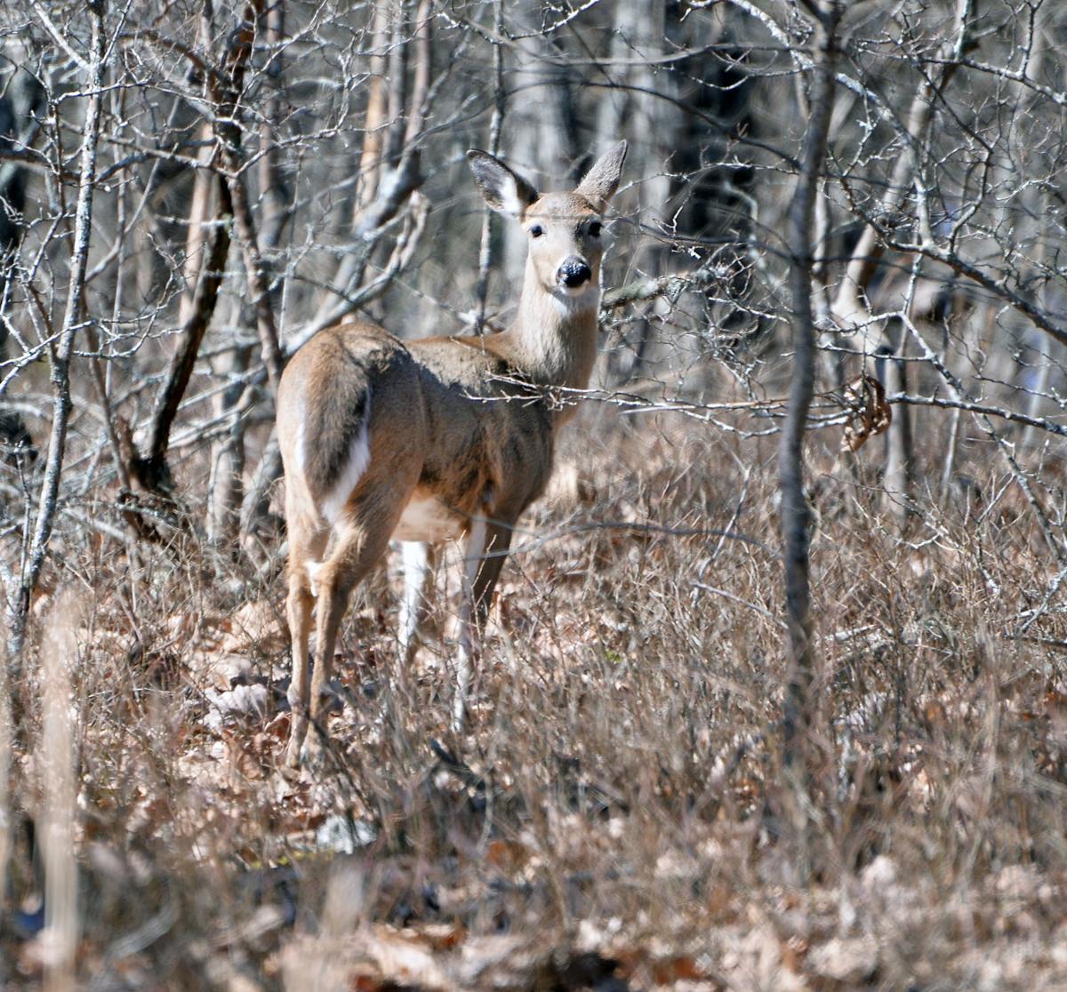 Winter Camping At Cheaha State Park Slideshows Annistonstar Com
