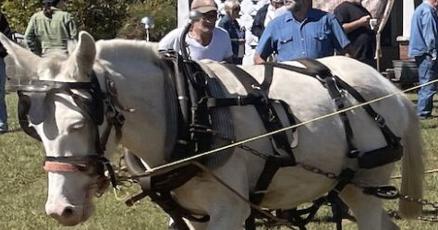 Plow Day in Ranburne is oldfashioned fun Plow Day in Ranburne is oldfashioned fun