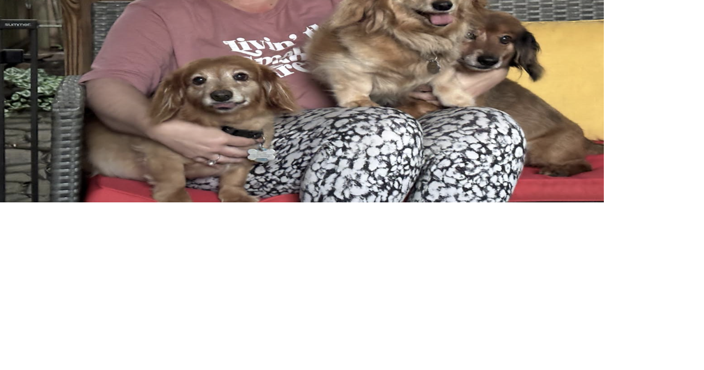 Rattlesnake attack leaves two beloved dachshunds dead