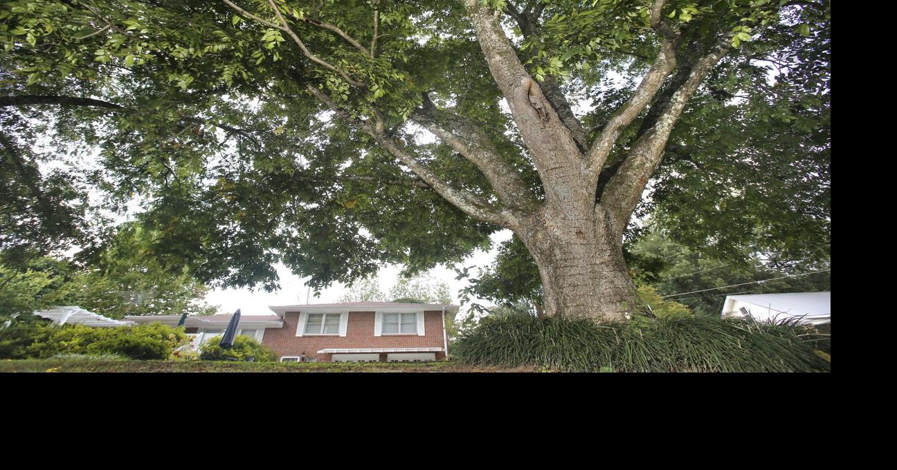 The Southernness of being: Nationally recognized poet wrestled with the ...
