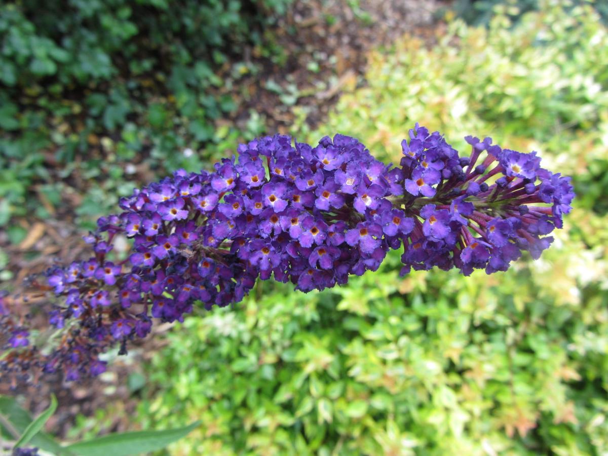 The Southern Gardener Purple Plants Give A Garden The Royal Treatment Home Garden Annistonstar Com