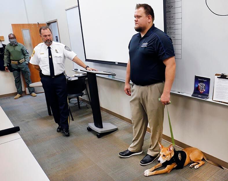 Jack APD dog
