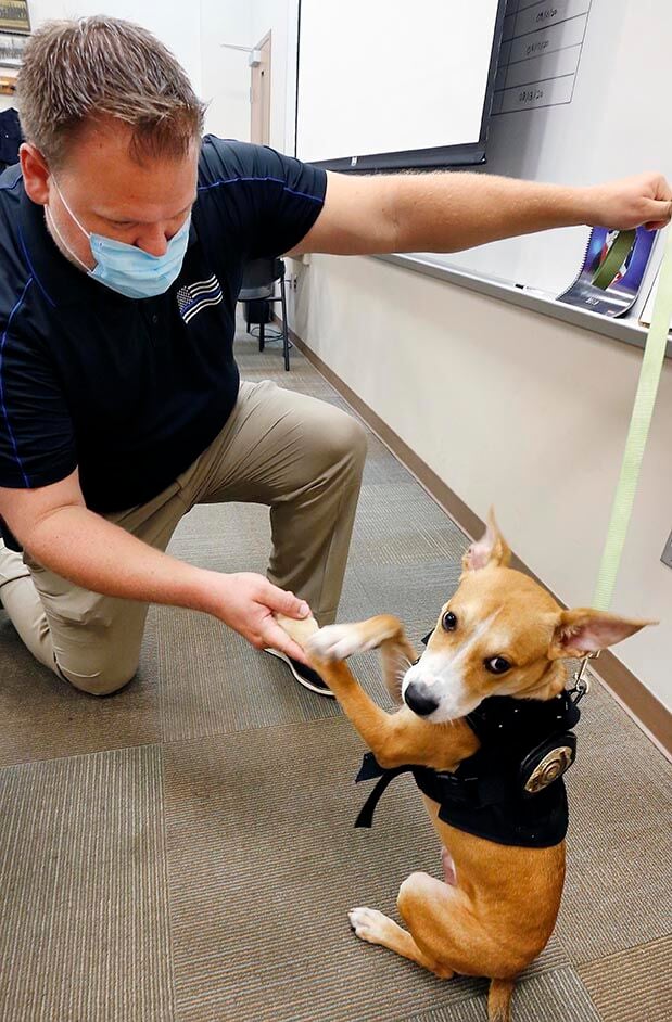 Jack APD dog