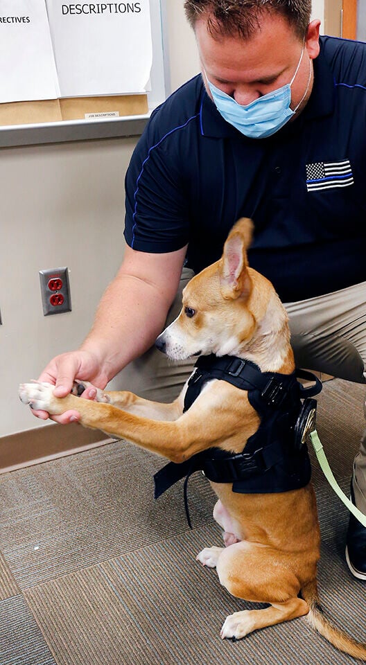 Jack APD dog
