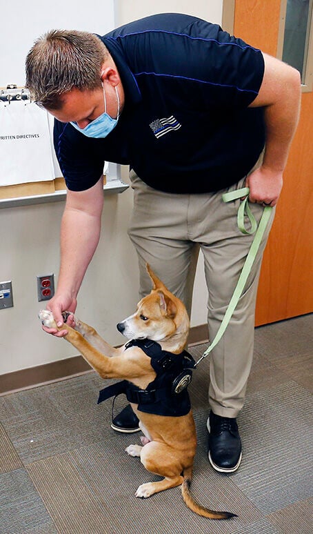 Jack APD dog