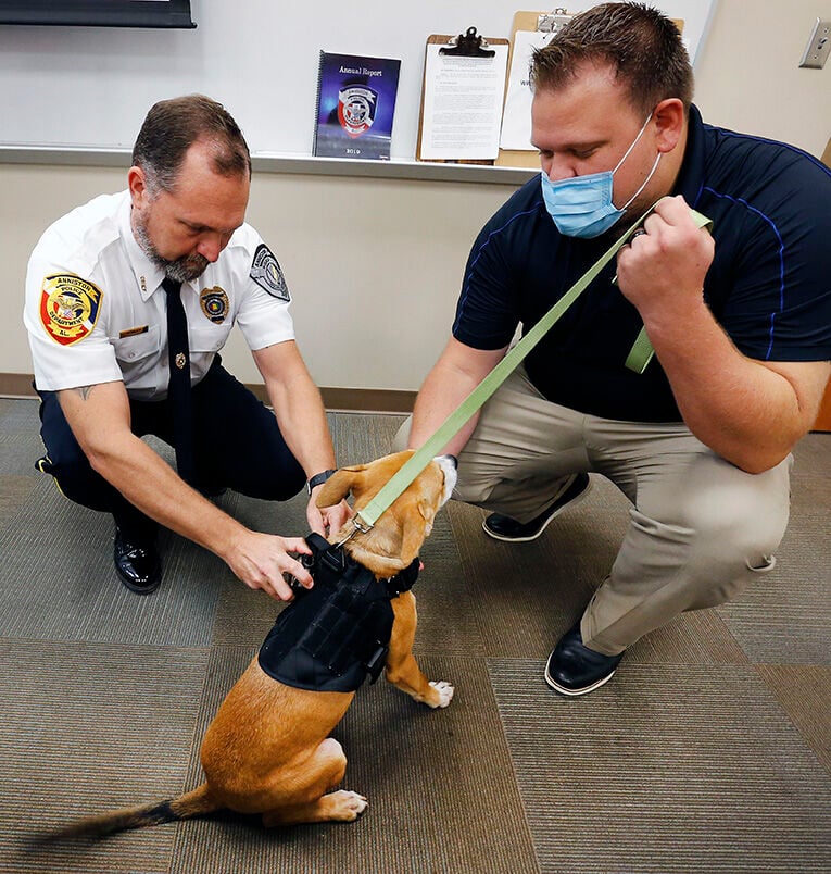 Jack APD dog