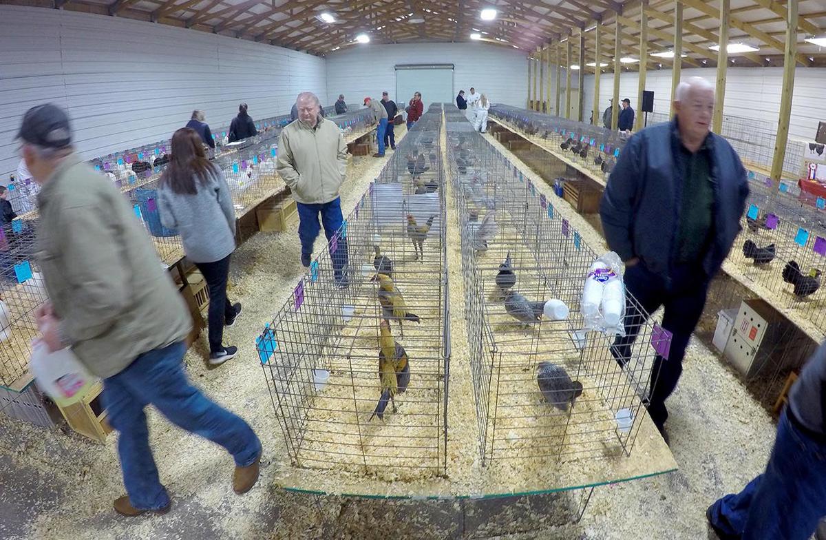 Photo Gallery Heart of Dixie Poultry Club Show Slideshows