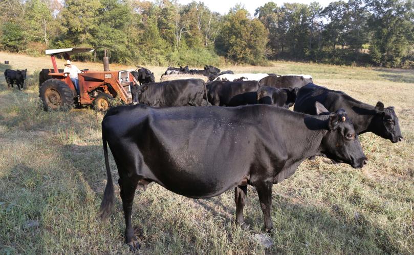 Photos Farmer Feeding Hay to Cattle News