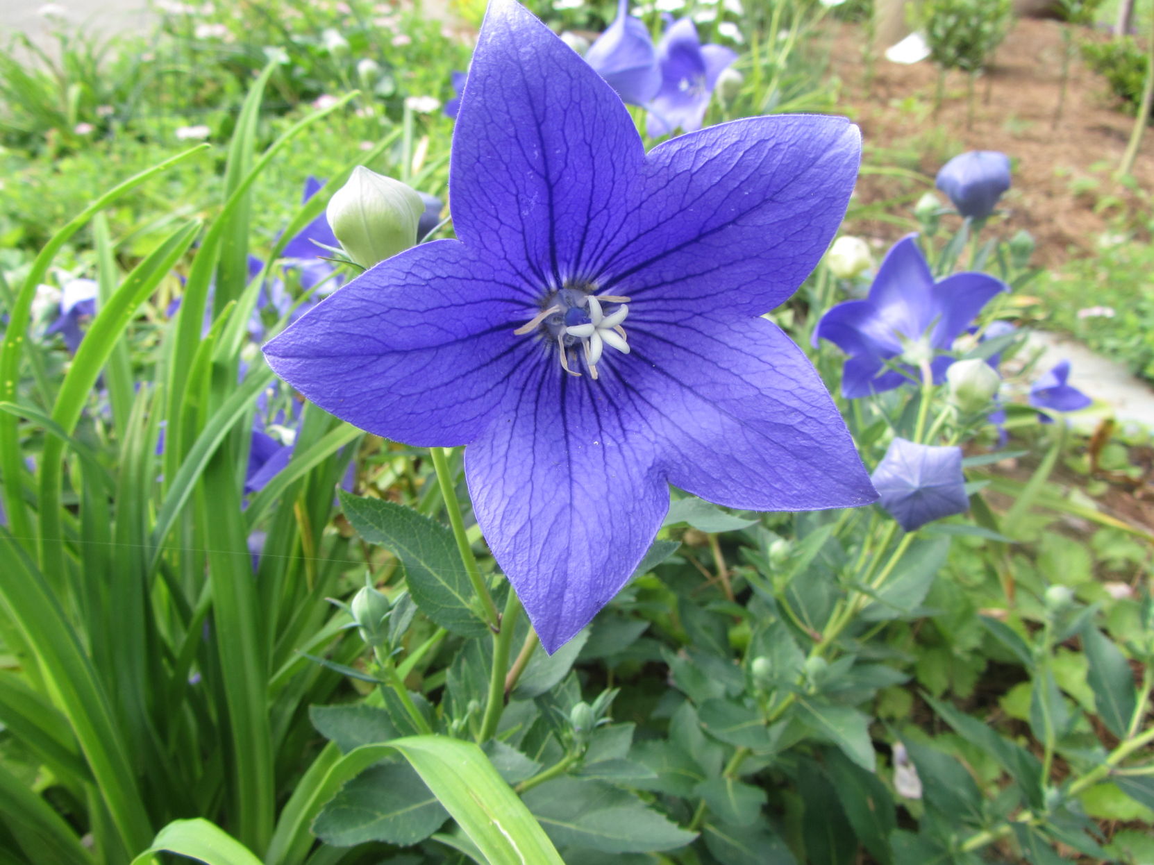 Southern Center Garden States