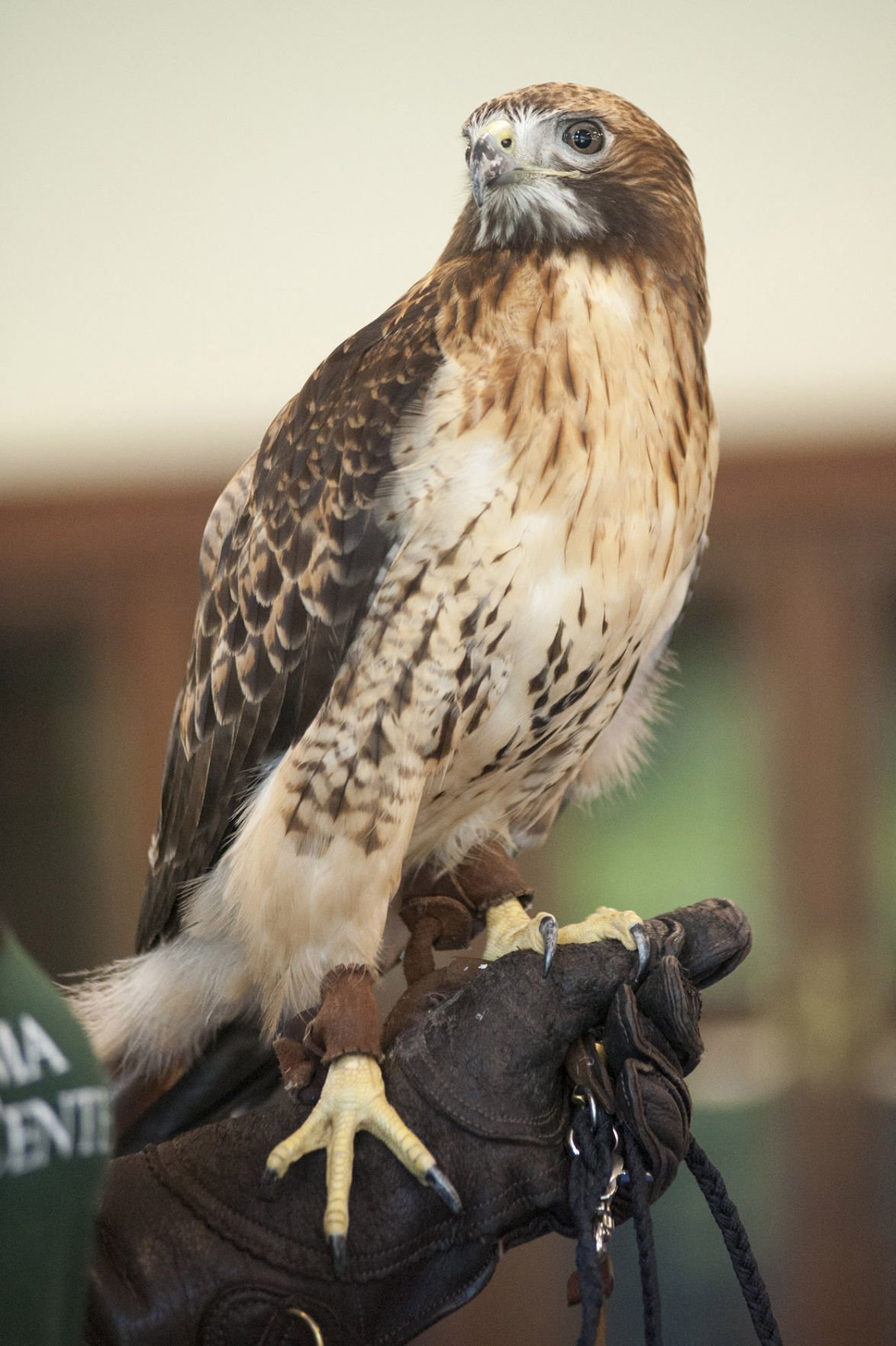 Youngsters enjoy raptor show at Pell City Public Library (photo gallery ...