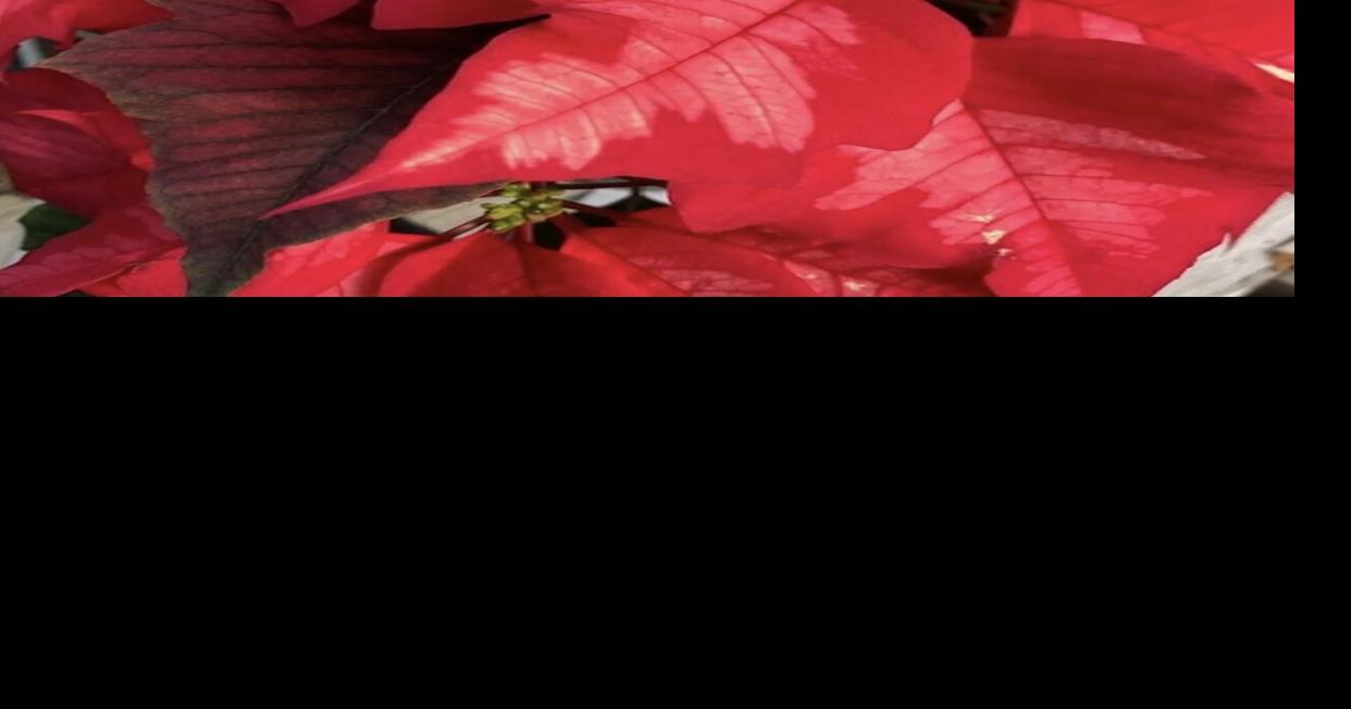 Poinsettias brings purpose to the residents of Rainbow Omega