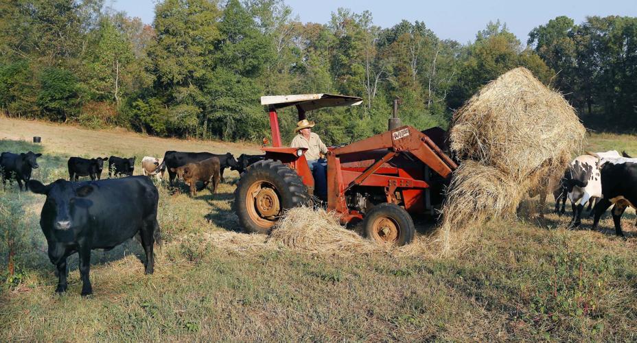 Photos Farmer Feeding Hay to Cattle News