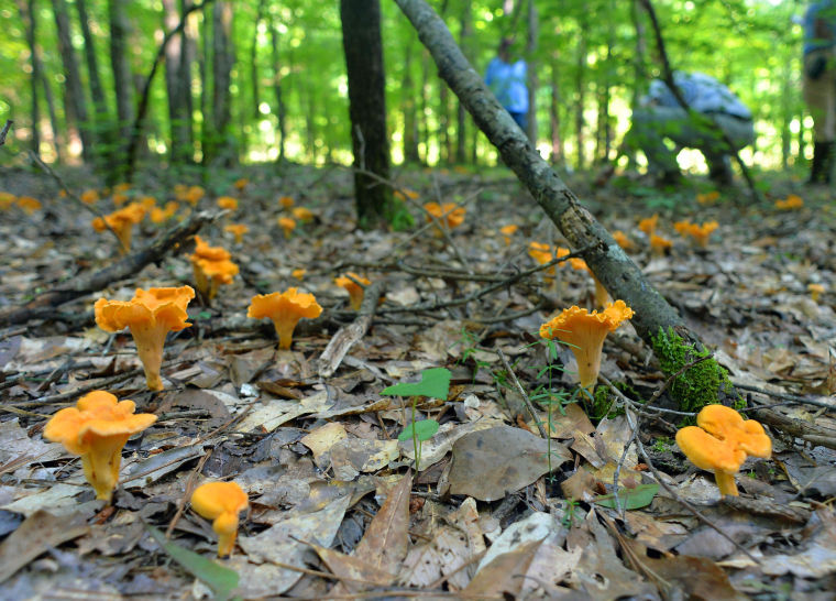 Foraging for the elusive chanterelle in the woods of Calhoun County