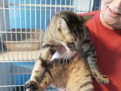 League for Animal Welfare: Atlas