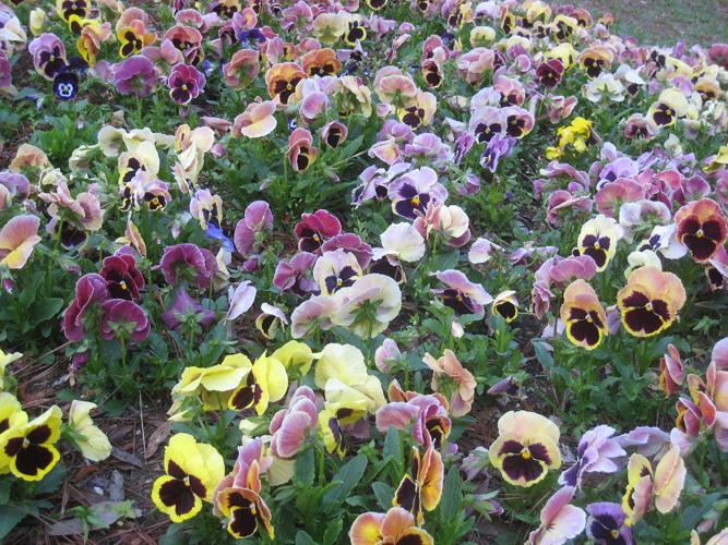 The Southern Gardener It’s not easy planting 440 pansies every year Features