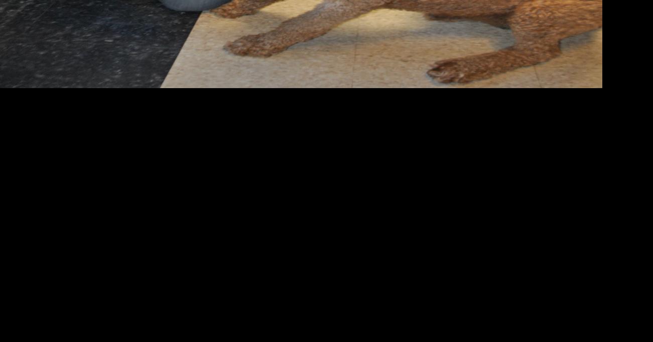 Owner of Big River Kennels got passion for training dogs from father