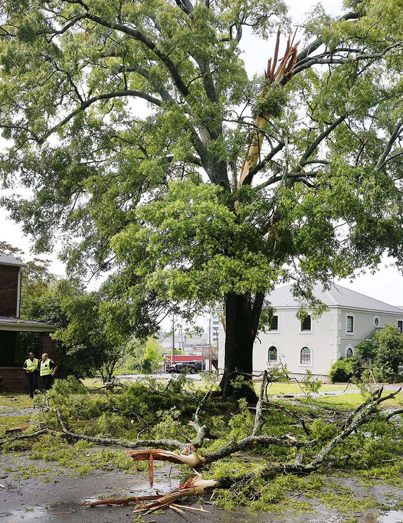 Quintard tree down