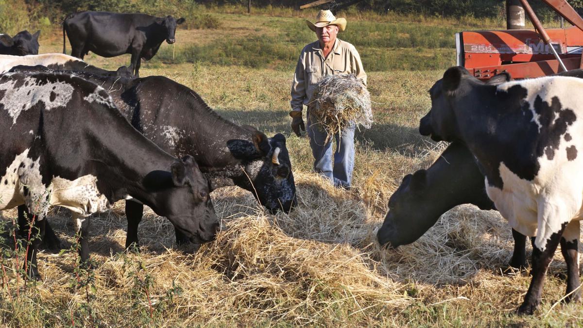 Photos Farmer Feeding Hay to Cattle News