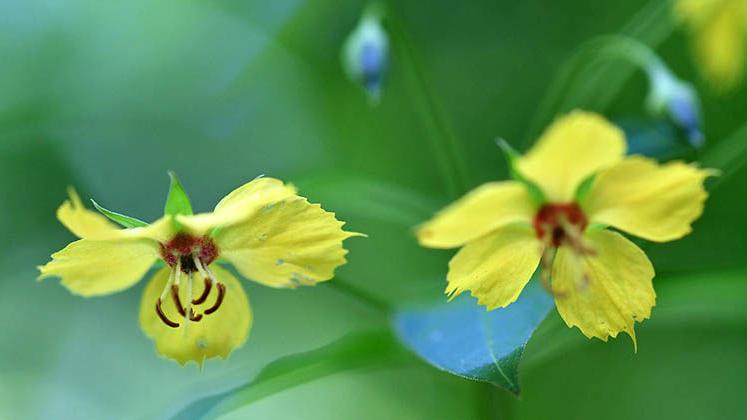 Summer Scenes Along The Heflin Spur Trail In The Talladega National Forest