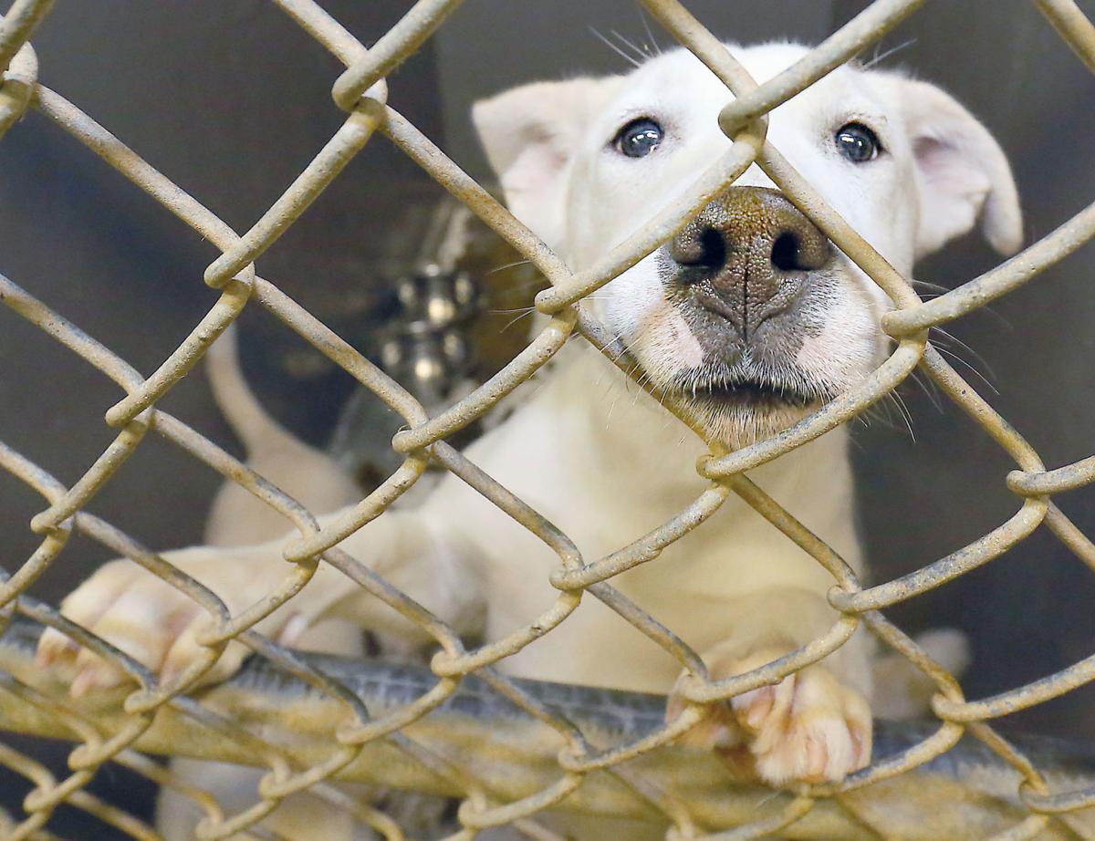 Calhoun County Animal Control director resigns | Calhoun County |  
