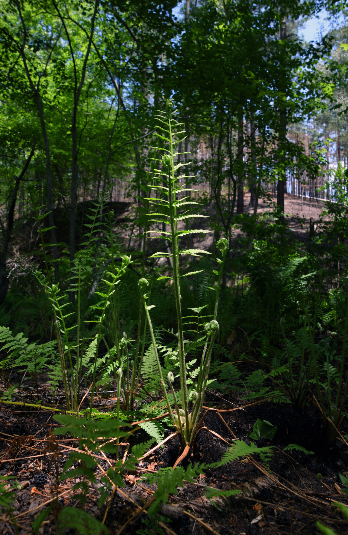 Heflin Spur Trail Sights BW 1.JPG