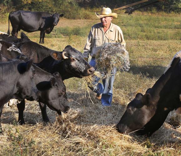 Photos Farmer Feeding Hay to Cattle News