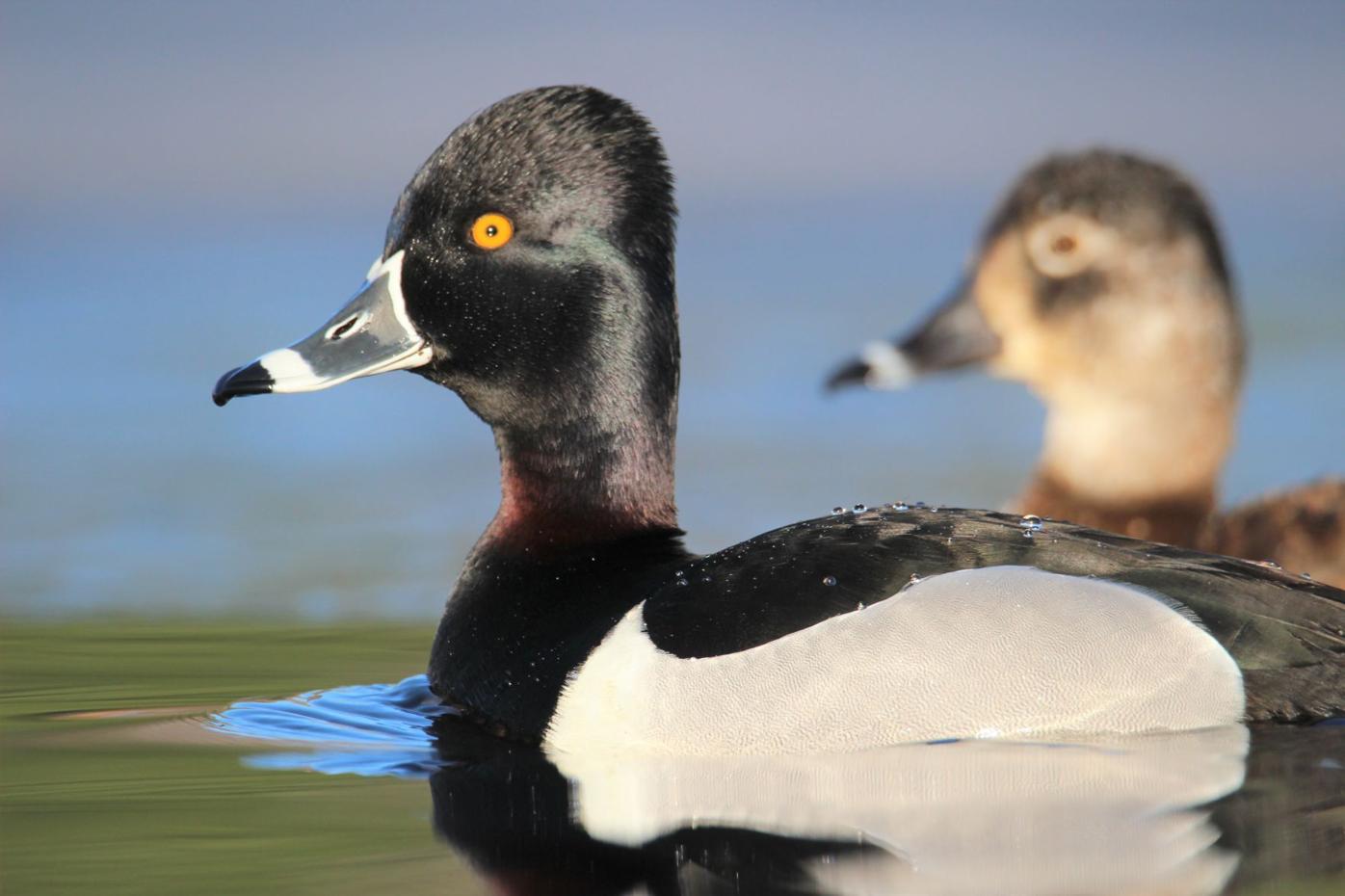FOCUS ON NATURE: Price County resident's photo selected for Ducks Unlimited  2022 calendar | Subscriber | apg-wi.com