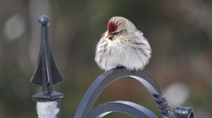 Natural Connections The North S Winter Birds Free Apg Wi Com