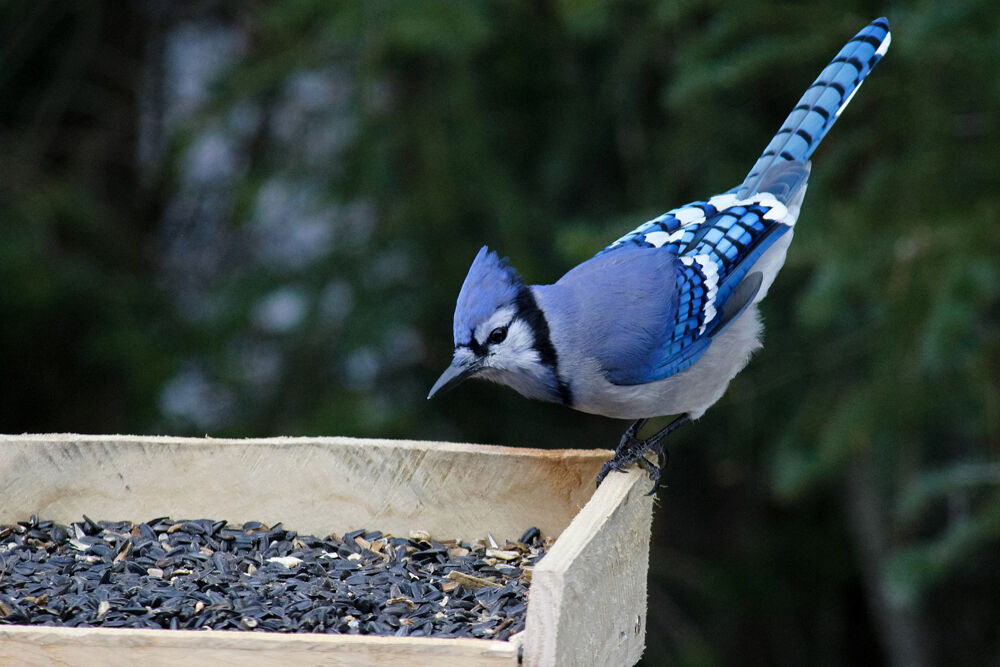 Morris Outside August Has Birds Singing The Blues Free Apg Wi Com