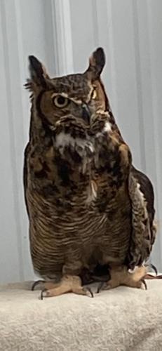 Winged Freedom rehabilitates raptors, releases them into wild | Local ...