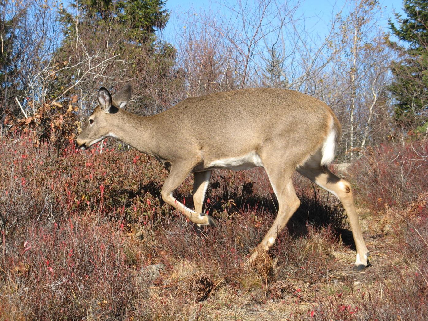 Natural Connections: Watch for deer! | Free | apg-wi.com