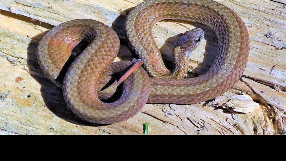 Focus on nature: Red-bellied snake | Free | apg-wi.com