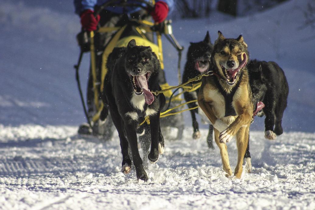 Iron River creates inaugural sleddog race Subscriber