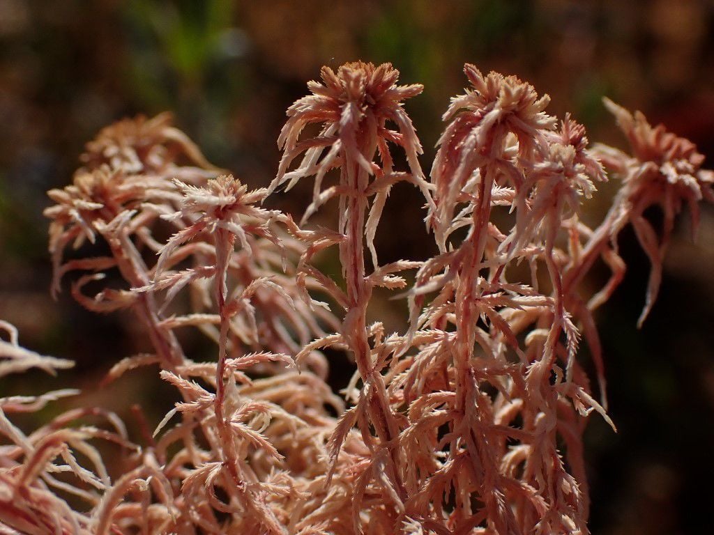 Natural Connections The Myths And Mysteries Of Sphagnum Moss Free Apg Wi Com