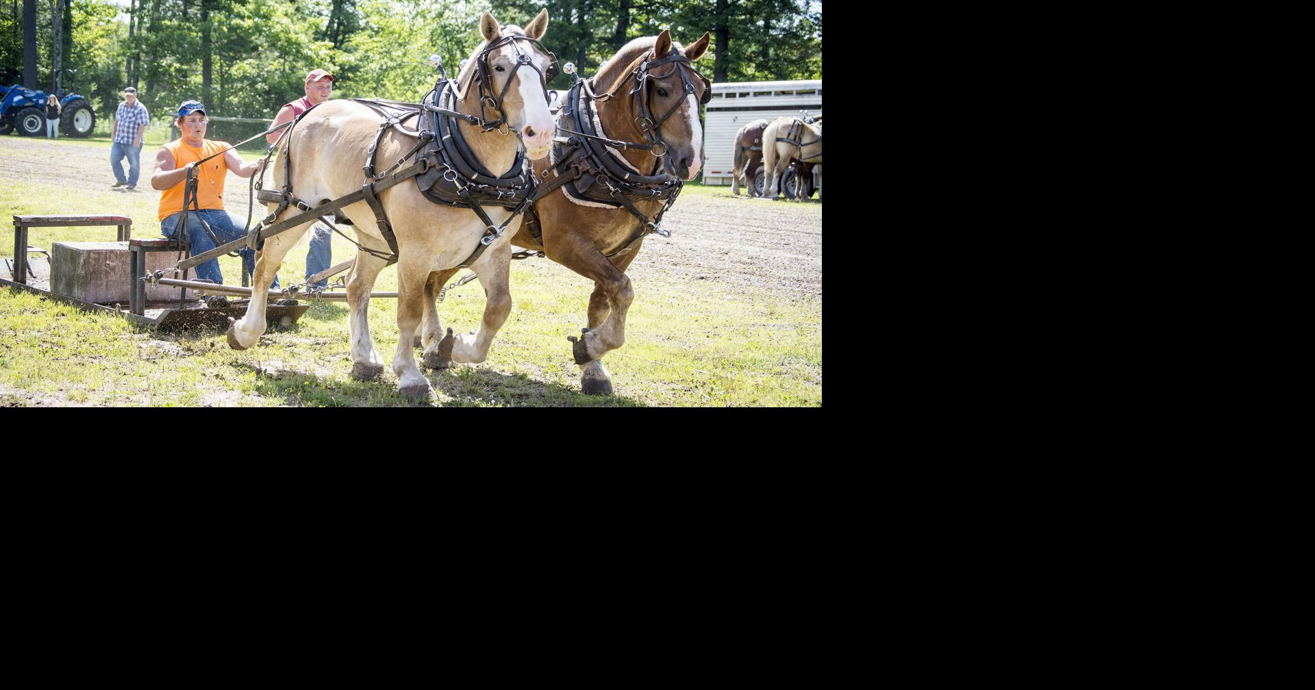 Full results from Ogema Horse PullBeef Cookout Free