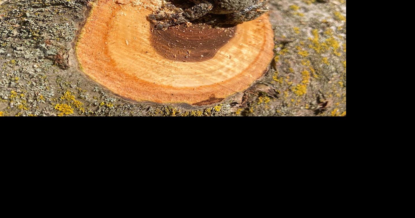 Tree frog survives the cut and crash | Outdoors | apg-wi.com
