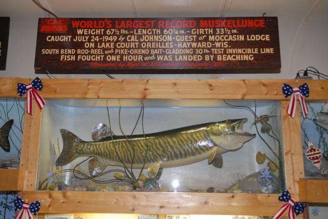 State Record 65-Pound Muskie is the New Minnesota Record