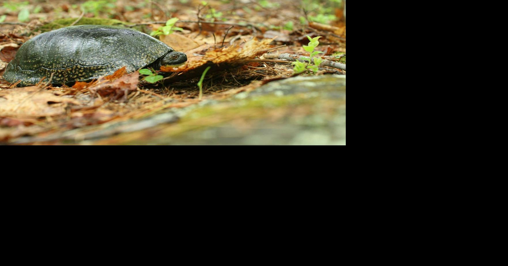 DNR seeks help protecting turtles | Outdoors | apg-wi.com