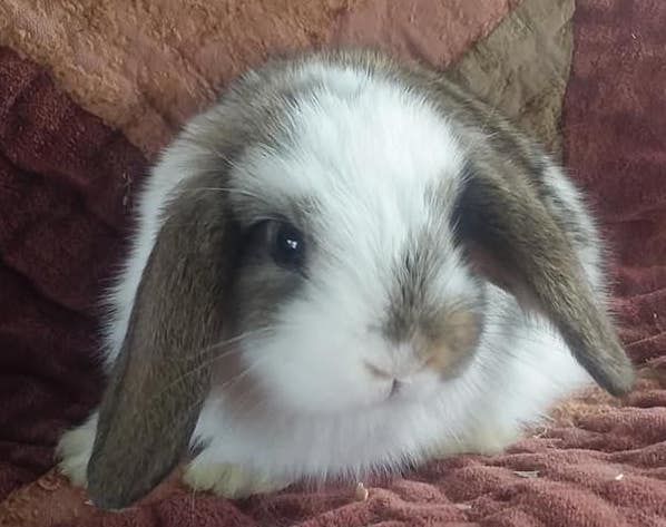 mini lop bunnies for sale in pa