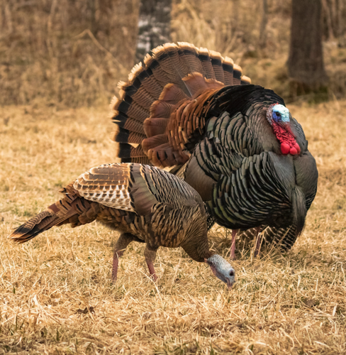 Spring turkey numbers announced