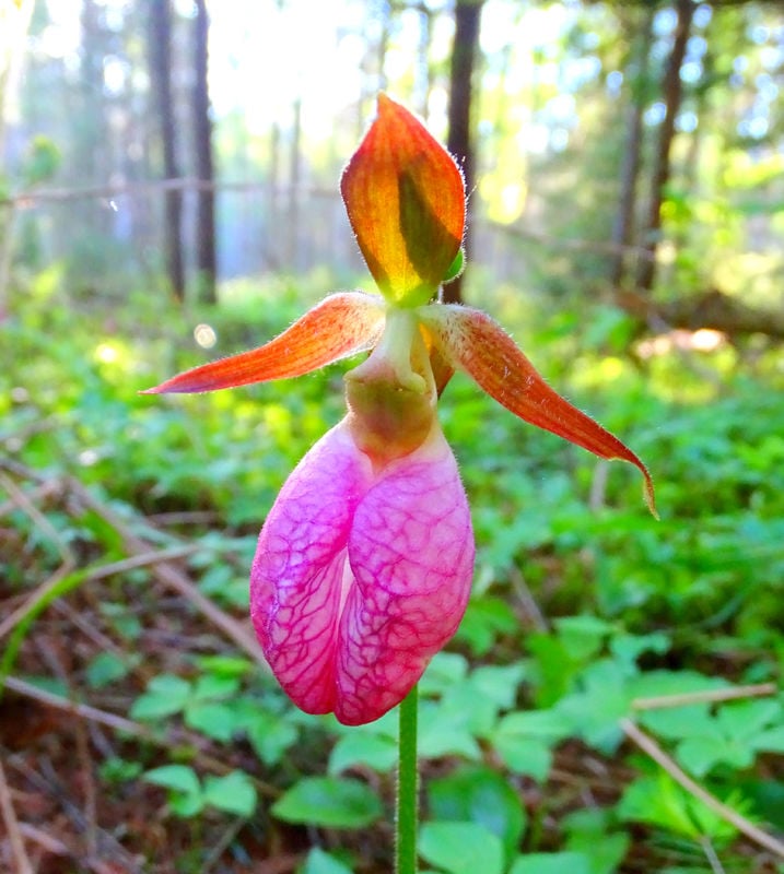 Focus on Nature Pink Lady s  Slippers  Free apg wi com