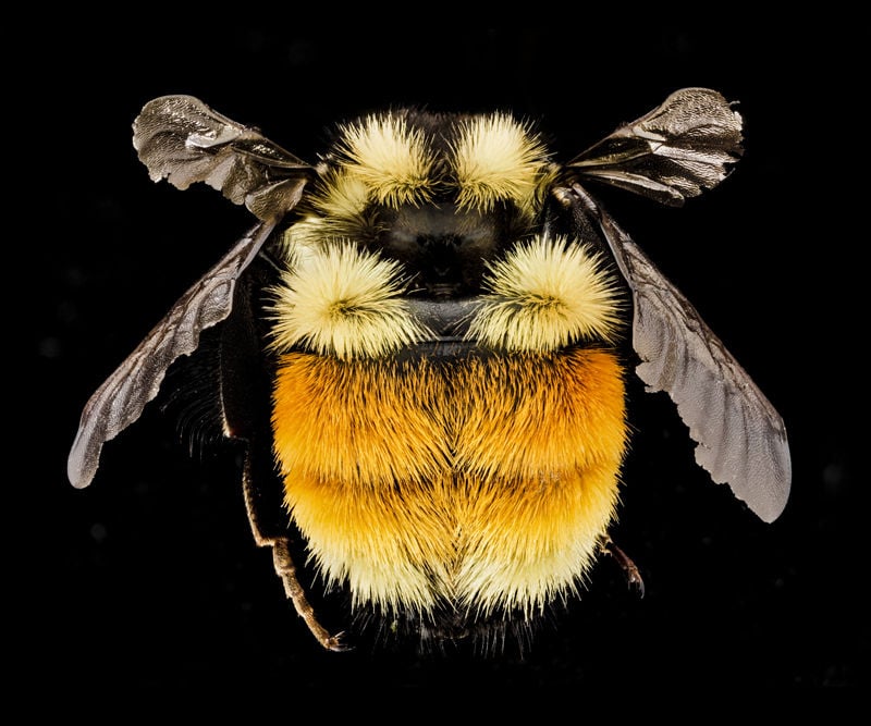 Natural Connections: A rainbow of bees | Free | apg-wi.com