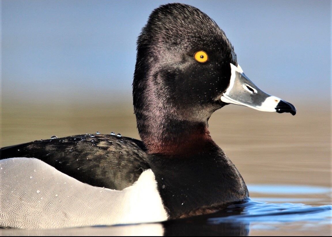Focus on nature: Ducks Unlimited selected local resident's photo for 2021  calendar | Free | apg-wi.com