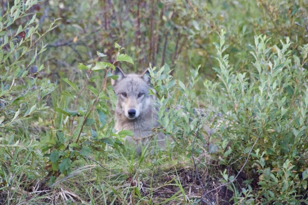 Tiffany’s legislation to de-list gray wolf advances | Outdoors | apg-wi.com