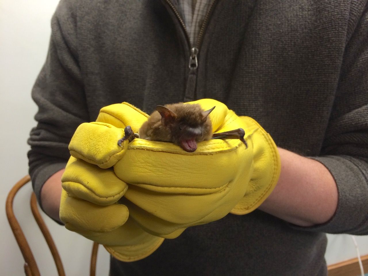 Wisconsin bats in deep trouble Local