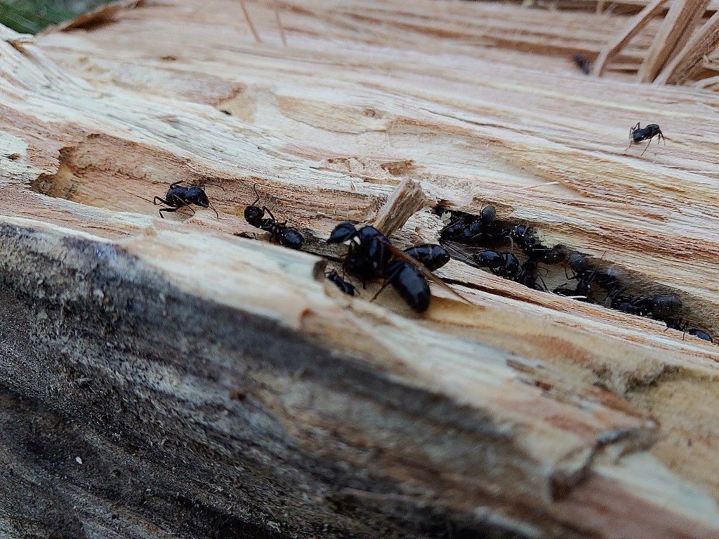 Carpenter ants 1