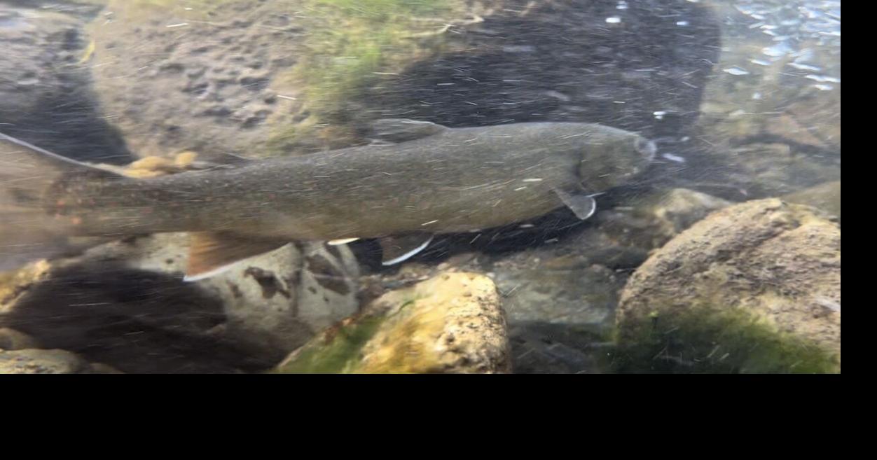 Young biologists | Sport Fishing | apg-wi.com