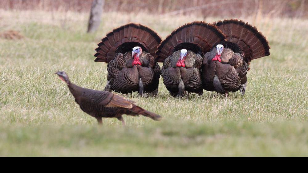 Spring turkey season to begin April 15 Free