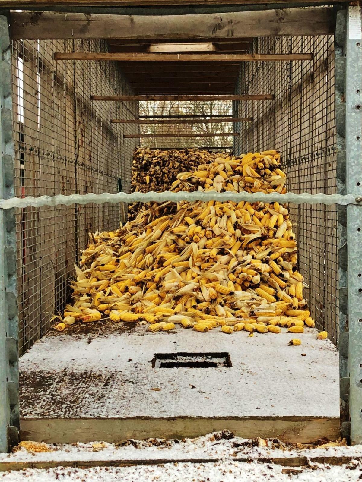 Back Home Corn cribs a reminder of bygone era Subscriber